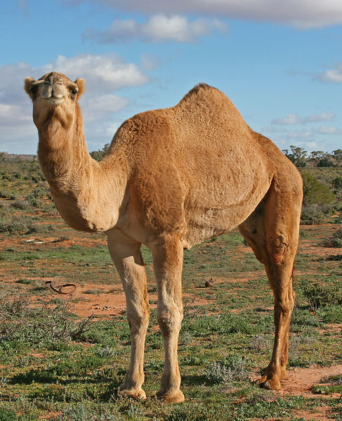 The Dromedary camels are on average six feet tall at the shoulder and often walk straight through small fences. Image credit: John O'Neill (Source: Wikipedia)