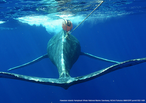 This humpback whale was entangled in fishing gear during its entire migration from the Bering Sea (off Alaska) to Hawaii, and the bacteria residing on skin of this and other entangled or deceased whales were found to contain fewer core members and more potential pathogens than the healthy animals. Image and sample taken courtesy of Edward Lyman, Hawaiian Islands Humpback Whale National Marine Sanctuary and NOAA's Marine Mammal Health and Stranding Response Program, Permit #932-1489. (Hawaiian Islands Humpback Whale National Marine Sanctuary)