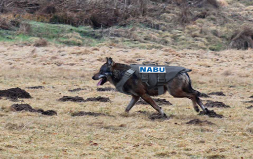 Mit kugelsicheren Westen sollen Muttertiere zur Welpenaufzucht vor dem Abschuss geschützt werden. Image credit: NABU.de