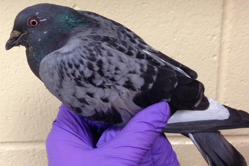 Researchers have found leptin in the rock dove, or pigeon. Image credit: University of Delaware
