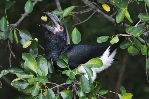Die Vögel tragen potentiell über ein Viertel der Samen der von ihnen gefressenen Früchte aus ihrem ursprünglichen Waldfragment heraus. Image credit: © C. Braun