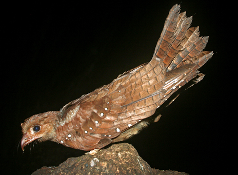 The Oilbird is the top-ranked evolutionarily distinct bird species, with almost 80 million years of evolutionary history unique to it. Photo courtesy of Walter Jetz