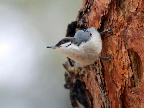 The pygmy nuthatch has a strong and almost exclusive preference for long- needled pines including ponderosa, Jeffrey, and similar species. It depends on cavities for nesting and roosting and has clear seasonal cavity preferences, related to thermal insulation and ventilation. Seventy percent of nest cavity openings face southward, others face south and east, away from prevailing winds. Selection of the roost cavity is affected by weather and by characteristics of the cavity (such as type of wood, thickness of bole, size of entrance, and depth of cavity) that afford protection from outside ambient temperatures. Temperature and presence of snow influence both time of roosting and size of roost flock. Flocks roost earlier as temperatures drop and flock size increases when snow covers ground. While roosting they use protected sites, huddling, and hypothermia for energy-saving mechanisms. The pygmy nuthatch feeds almost exclusively in pines and eats weevils, leaf and bark beetles, and pine seeds. Energy assimilated increases with rising ambient temp and barometric pressure, and decreases with higher wind speeds and precipitation. Temperature and wind speed have greatest effect - individuals are less active on colder and windier days, when they are more apt to roost in the shelter of a branch or in a cavity. Image credit: National Park Service