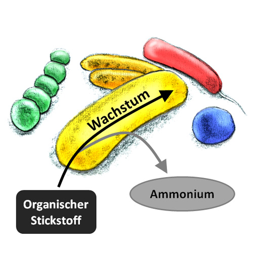 Stickstoffnutzung der Mikroorganismen (Image copyright: Universität Wien)