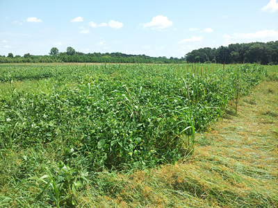 NC State researchers use composting and cover crops, like pearl millet and cowpea, to reduce chemical use and keep soil healthy. Photo courtesy of Amanda McWhirt.