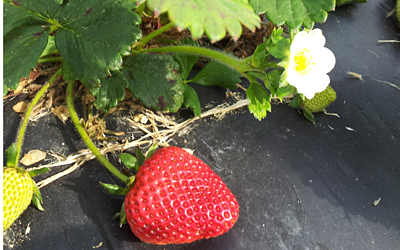 This spring’s strawberry harvest will provide data on the effectiveness of NC State sustainable growing methods. Photo courtesy of Amanda McWhirt.