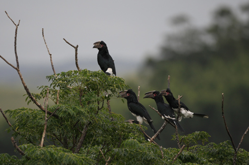 Trompeterhornvögel (Bycanistes Bucinator) sind u.a. an der Ostküste Südafrikas heimisch. Image credit: © C. Braun