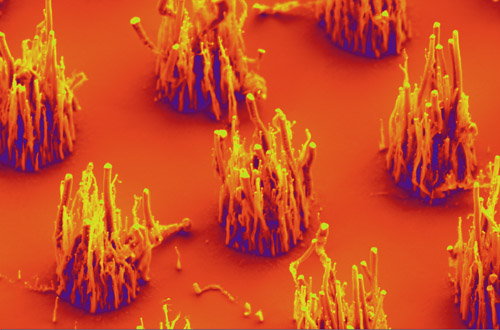 Researchers have shown they can grow vertically-aligned carbon nanofibers using ambient air, rather than ammonia gas. Click to enlarge image. Image credit: Anatoli Melechko