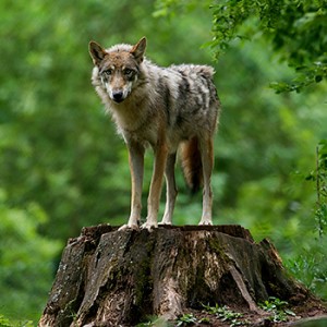 Beliebter als gedacht: der Wolf © Ralph Frank / WWF