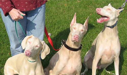 Albino Doberman pinschers share a similar gene with humans who also have the condition and display the same characteristics including sensitivity to sunlight. Courtesy photo/ Michigan State University