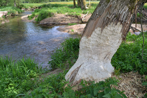 Typische „Biberspuren“. Foto credit: Christiane Frosch