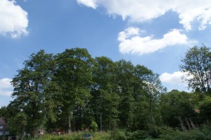 Von Pflanzen emittierte Kohlenwasserstoffe tragen zur Wolkenbildung bei