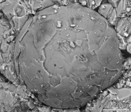 Cambrian embryo fossil exposed by acid etching on rock surface. Polygonal structure on surface indicative of blastula-stage of development (Broce et al.). Image credit: University of Missouri