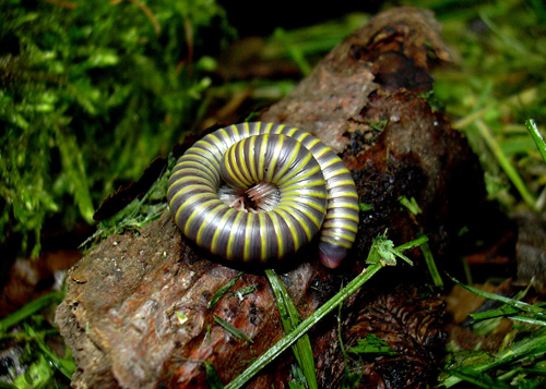 Der bunte Anadenobolus monilicornis wurde nur im Zoo Leipzig entdeckt. Foto credit: Peter Decker