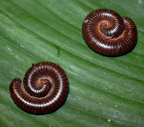 Die Tausendfüßer-Art Leptogoniulus sorornus wurde das erste Mal in Europa nachgewiesen. Foto credit: Peter Decker