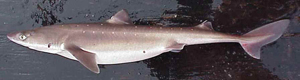 Dornhai (English: Spiny Dogfish). Image credit: NOAA (Source: Wikipedia)