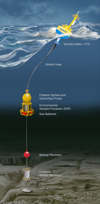 The Environmental Sample Processor (ESP) automatically collects a sample of water and then rapidly tests it for DNA and toxins that are indicative of targeted species and substances they may produce.  (Illustration by E. Paul Oberlander, Woods Hole Oceanographic Institution)