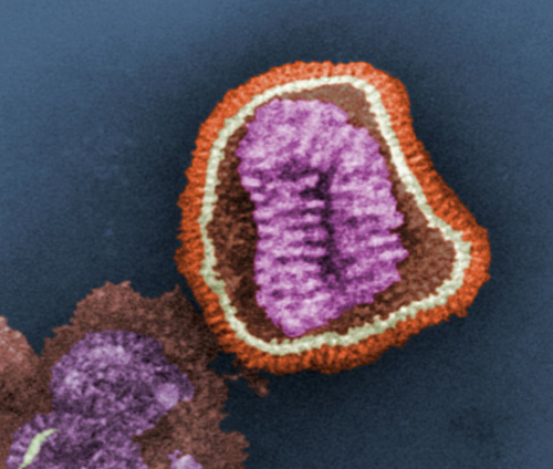 A false-color image of influenza virus as seen through an electron microscope. The virus' genetic material (purple) is encased in a shell with surface proteins (red) used to infect a host cell. (Photo credit: U.S. Centers for Disease Control Public Library)
