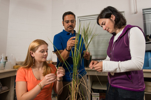 UD researchers Harsh Bais, Carla Spence (left) and Nicole Donofrio examine rice plants. They have identified a naturally occurring microbe in soil that inhibits the devastating rice blast fungus. Photo by Kathy F. Atkinson