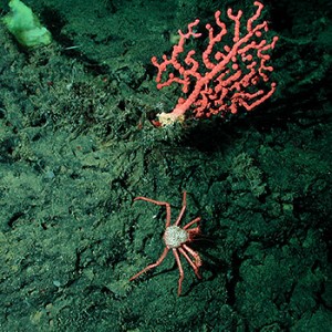 Koralle auf Seeberg. Image credit: © NOAA Monterey Bay Aquarium Research Institute