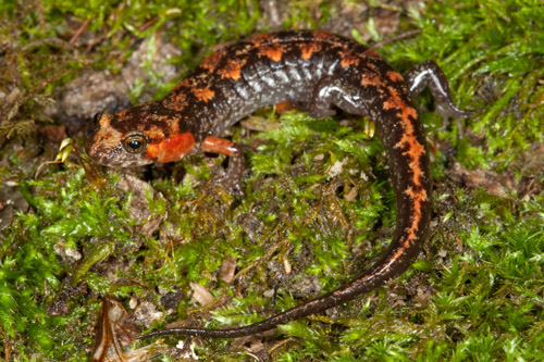 Ocoee Salamander (Desmognathus ocoee), Image credit: Bill Peterman