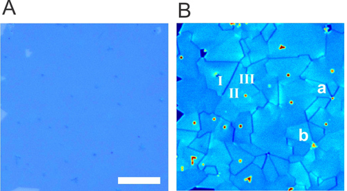 (A) Optical image of a large area of monolayer MoS2 and (B) an SHG image of the same area revealing grains and grain boundaries where translational symmetry is broken to form 1D edge states. Image credit: Berkeley Lab