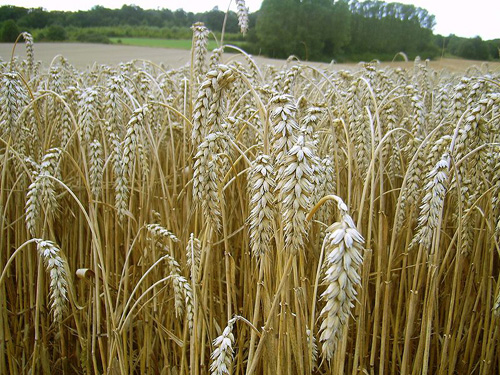 Stickstoff ist ein unersetzlicher Nährstoff für Nutzpflanzen wie hier den Weizen, zugleich aber auch ein Umweltrisiko. Image credit: H.-J. Sydow (Source: Wikipedia)