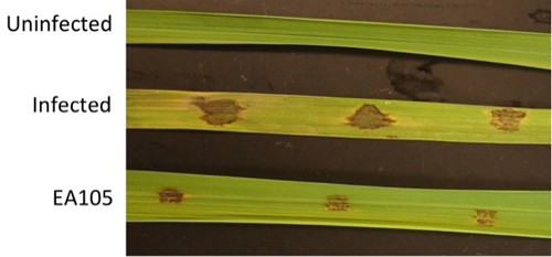 This image shows, from top, rice that is not infected with the rice blast fungus; rice infected with rice blast; and infected rice treated with the beneficial microbe Pseudomonas chlororaphis EA105. Photo by Kathy F. Atkinson