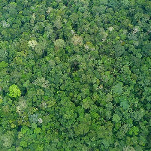 Ein großer Erfolg für den Schutz des Regenwaldes in Brasilien. Image credit: © Roberto Maldonado / WWF