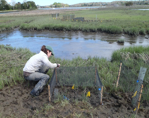 What’s killing the coastal saltmarshes of Southern New England? Senior Sinead Crotty checks a cage that protects Sesarma crabs from predators. Excluding predators for a single growing season, the experiment showed, more than doubled Sesarma consumption of marsh grass, with damage above and below ground. Image credit: Photos from Bertness lab/Brown University 