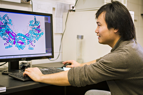 3D model of enzyme. An MU graduate student studies the 3D model of PutA created by the MU researchers. Image credit: Kyle Spradley