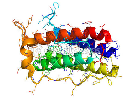 A 3D model of leptin. Image credit: Yale University