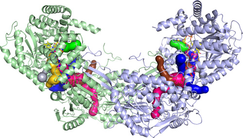 PutA Enzyme Model.This is a 3D model of the PutA enzyme created from Tanner’s research. Image credit: University of Missouri