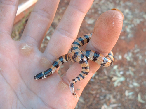 This banded snake is a small and harmless Australian species that lives in sand dunes and feeds almost exclusively on small lizards. Image credit: Daniel Rabosky