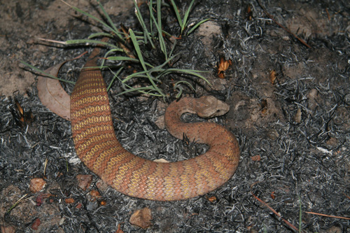 The death adder is a highly venomous Australian elapid snake that has evolved a body shape and hunting mode similar to the distantly related rattlesnakes of North America. Image credit: Daniel Rabosky
