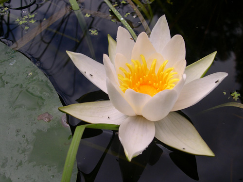 Die „echte“ Weiße Seerose Nymphaea alba und..Image credit: © Senckenberg