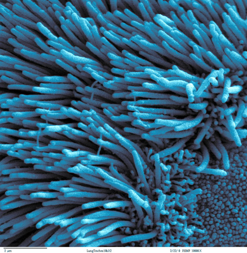 Elektronenmikroskopische Aufnahme von Lungenzellen mit ihren charakteristischen beweglichen Flimmerhärchen. Image credit: © Max-Planck-Institut für biophysikalische Chemie 