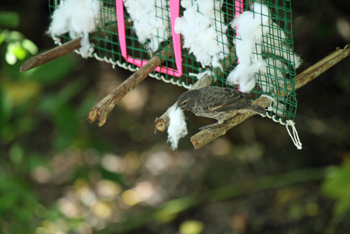 A finch in Ecuador’s Galapagos Islands pulls a cotton ball from a dispenser set out by scientists. A University of Utah study showed that when the cotton is treated with permethrin – a mild pesticide used in human head-louse shampoo – and the birds use the cotton in their nests, blood-sucking fly maggots are killed, thereby protecting the finches and their offspring that often fall prey to the maggots. A finch in Ecuador’s Galapagos Islands pulls a cotton ball from a dispenser set out by scientists. A University of Utah study showed that when the cotton is treated with permethrin – a mild pesticide used in human head-louse shampoo – and the birds use the cotton in their nests, blood-sucking fly maggots are killed, thereby protecting the finches and their offspring that often fall prey to the maggots. Photo Credit: Sarah Knutie, University of Utah