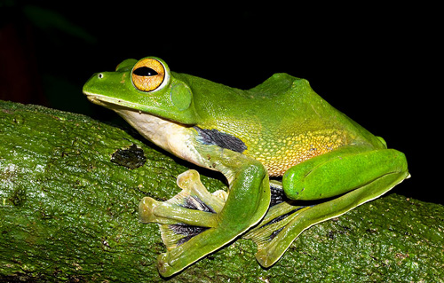 Helens Fliegender Frosch. Image credit: © Jodi JL Rowley / Australian Museum / WWF