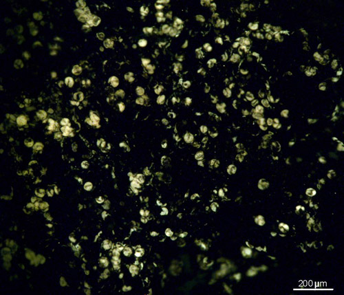Fluoreszenz-Aufnahme der im Magen gefundenen fossilen Pollenkörner. Image credit: © Senckenberg