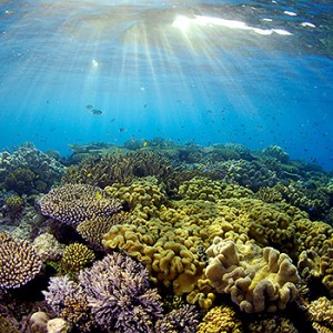 Great Barrier Reef. Image credit: © Troy Mayne / WWF Australien