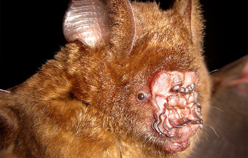 Griffin`s Fledermaus. . Image credit: © Vu Dinh Thong / Institute of Ecology and Biological Resources Hanoi / WWF