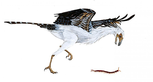 Jeholornis, an early bird, lived during the early Cretaceous period approximately 120 million years ago. The evolution of Jeholornis and other Cretaceous birds is the subject of a new paper published in the Proceedings of the Royal Society B. Image courtesy of Allison Elaine Johnson