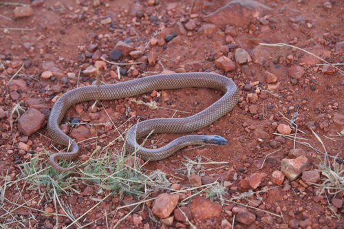 The moon snake is an Australian elapid snake that is superficially similar to many common North American snakes that live in leaf litter. But unlike most North American litter dwellers, the moon snake feeds primarily on lizards. Image credit: Daniel Rabosky