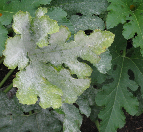 Powdery mildew on a cabernet sauvignon grapevine leaf. Image credit: USDA grape genetics publications and research.