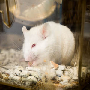 Research mouse at UCL (Image courtesy of David Bishop, UCL)