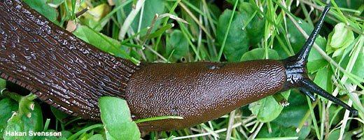 Die Spanische Wegschnecke kommt in verschiedenen Brauntönen vor. Äußerlich ist sie von eng verwandten Arten nur schwer zu unterscheiden. Image credit: NABU.de