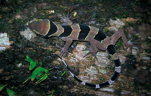 Cyrtodactylus phuketensis. Image credit: © Montri Sumontha / WWF