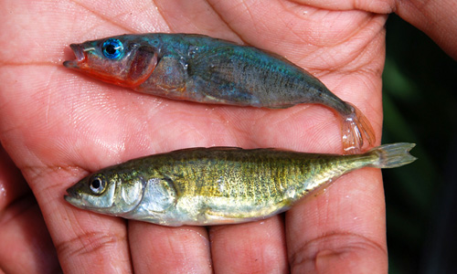 A pair of stickleback fish, a male (top) and a female (bottom). Image credit: The University of Texas at Austin