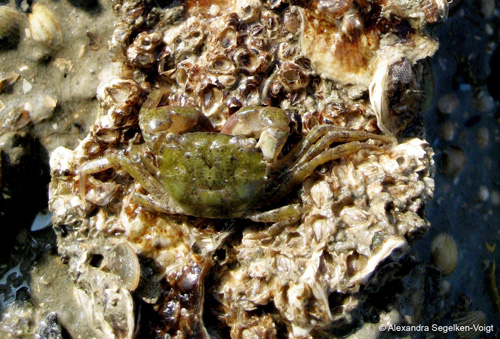 Ihr Artstatus konnte mit Hilfe der Barcoding- Datenbank geklärt werden: Die Krabbe Hemigrapsus takanoi. Image credit: © Alexandra Sehgelken-Voigt